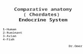 Comparative anatomy  endocrine system