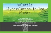 Volatile glycosylation in tea plants by Mangesh Khadase