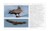 Águila coronada (Harpyhaliaetus coronatus) Familia: Accipitridae
