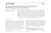 UTP Allosterically Regulates Transcription by Escherichia coli RNA ...