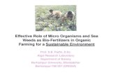 EFFECTIVE ROLE OF MICROORGANISMS AND SEAWEEDS AS ...