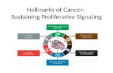 Hallmarks of Cancer  - Sustained Proliferative Signaling
