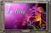 Lillies - animated widescreen