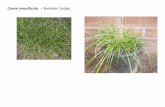 Carex tumulticola   web show