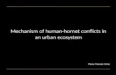 Mechanism of human-hornet conflicts in an urban ecosystem