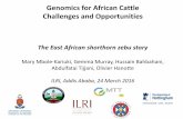 Genomics for African cattle challenges and opportunities: The East African shorthorn zebu story