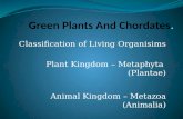 Green plants and chordates