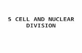 5 cell and nuclear division
