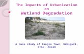 The Impacts of Urbanization on Wetland Degradation