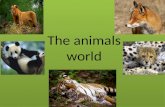 презентация "Мир животных"