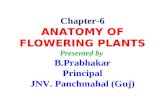 6. anatomy of flowering plants