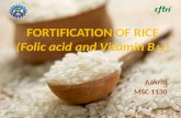 Fortification of rice