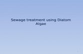Diatom algae sewage treatment