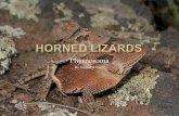 Horned lizards power point show pps
