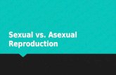 Asexual vs sexual reproduction2016