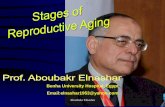 Stages of  Reproductive Aging