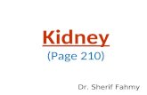 The Kidneys (Anatomy of the Abdomen)