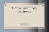 Ear & Auditory pathway