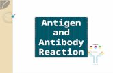 Antigen - Antibody Reaction