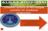 Different strains of Microalgae suitable for biodiesel production 1