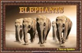 Elephants - animated widescreen