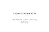 Mammalogy Lab 9