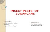 sugarcane pests