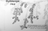 Gymnosperms- Coniferophyta (A BOTLEC-160 Presentation by Al-John Ahmad)