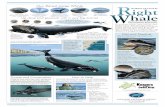 right whale poster final