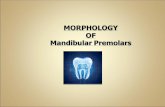 morphology of  mandibular 1st,2nd premolar teeth