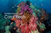 Marine Scoops Guide To Coral Reefs (Part 1/3)