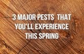 3 Major Pests That You'll Experience This Spring