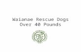 Waianae rescue dogs    over 40 - 2.14.17