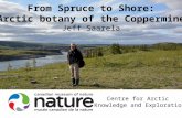 Spruce to Shore: Subarctic and low arctic vascular plant biodiversity of the lower Coppermine River Valley and vicinity (Nunavut, Canada).