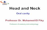 Oral cavity   palate - pharynx