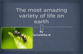The most amazing variety of life on earth