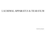 Lacrimal aparatus and tear film
