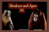 Monkeys and Apes #2 animated