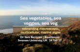 Seaweed vegetables, sea veggies, sea veg: rebranding macroscopic, multi cellular marine algae