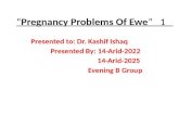 pregnancy problem of ewe