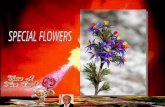 SPECIAL  FLOWERS
