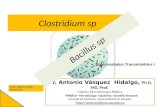 Clostridium y bacillus sp micro