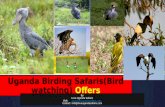Uganda birding tours/safaris(bird watching) offers