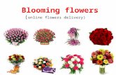 Beautiful flowers collection for you