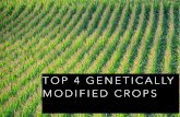 Top Four Genetically Modified Crops