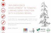 Inflorescence development in tomato: linking gene function with a zigzag model