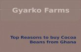 Top Reasons to buy Cocoa Beans from Ghana