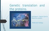Genetic translation and the proteins.