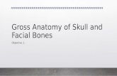 Gross anatomy of skull and facial bones