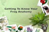 Getting to know your frog anatomy